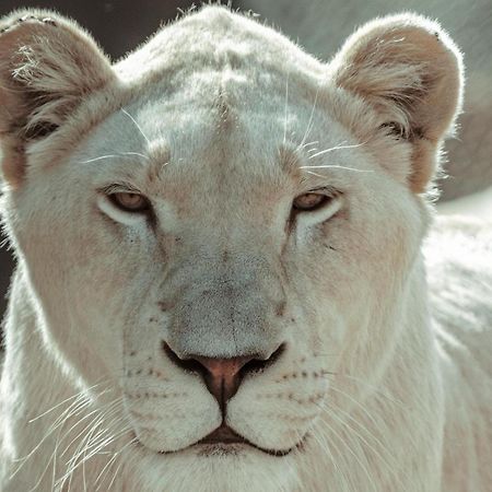 Lions View Accommodation 内尔斯普雷特 外观 照片