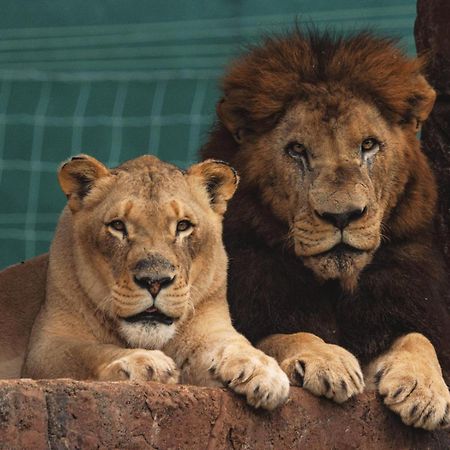 Lions View Accommodation 内尔斯普雷特 外观 照片