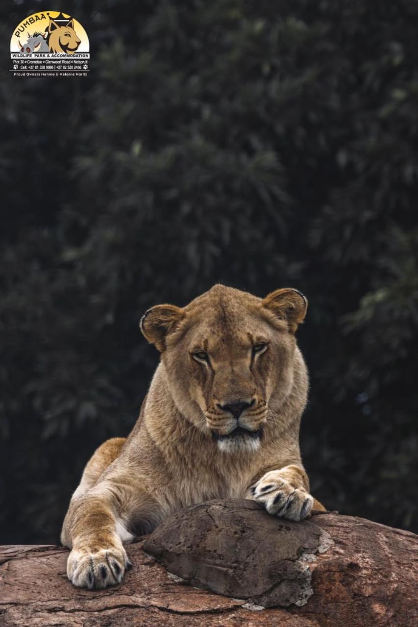 Lions View Accommodation 内尔斯普雷特 外观 照片