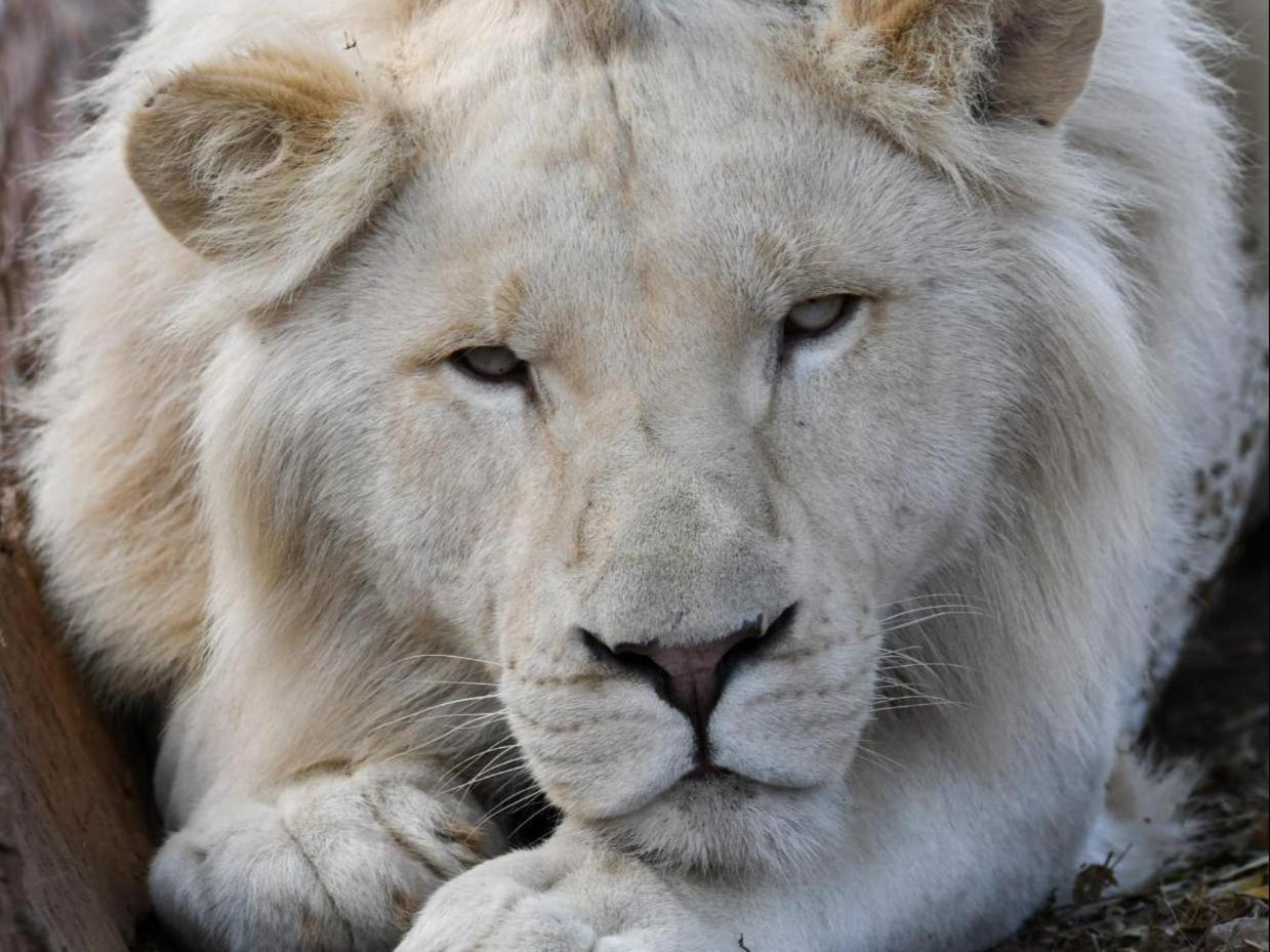 Lions View Accommodation 内尔斯普雷特 外观 照片