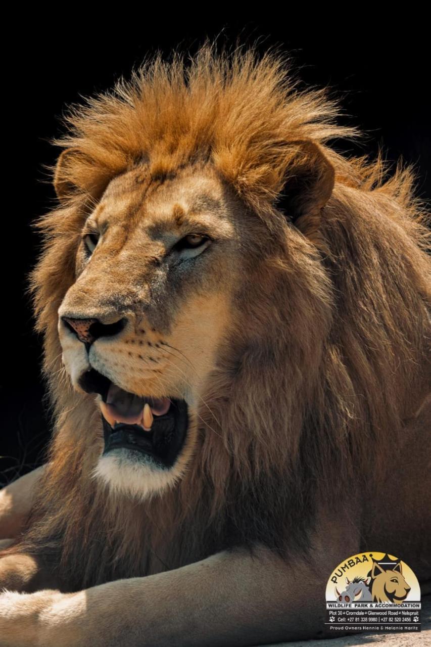 Lions View Accommodation 内尔斯普雷特 外观 照片