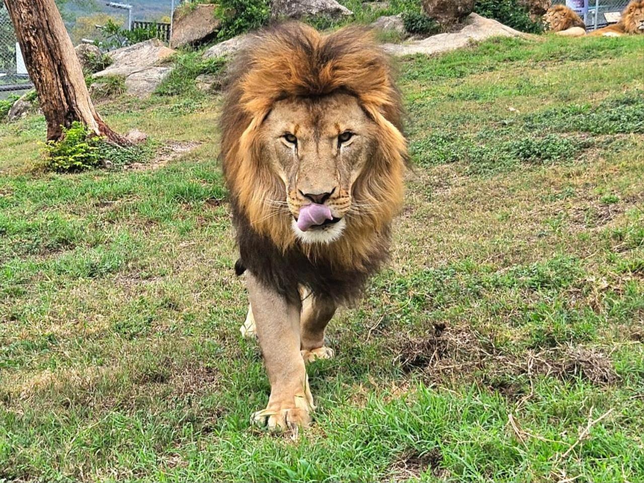 Lions View Accommodation 内尔斯普雷特 外观 照片