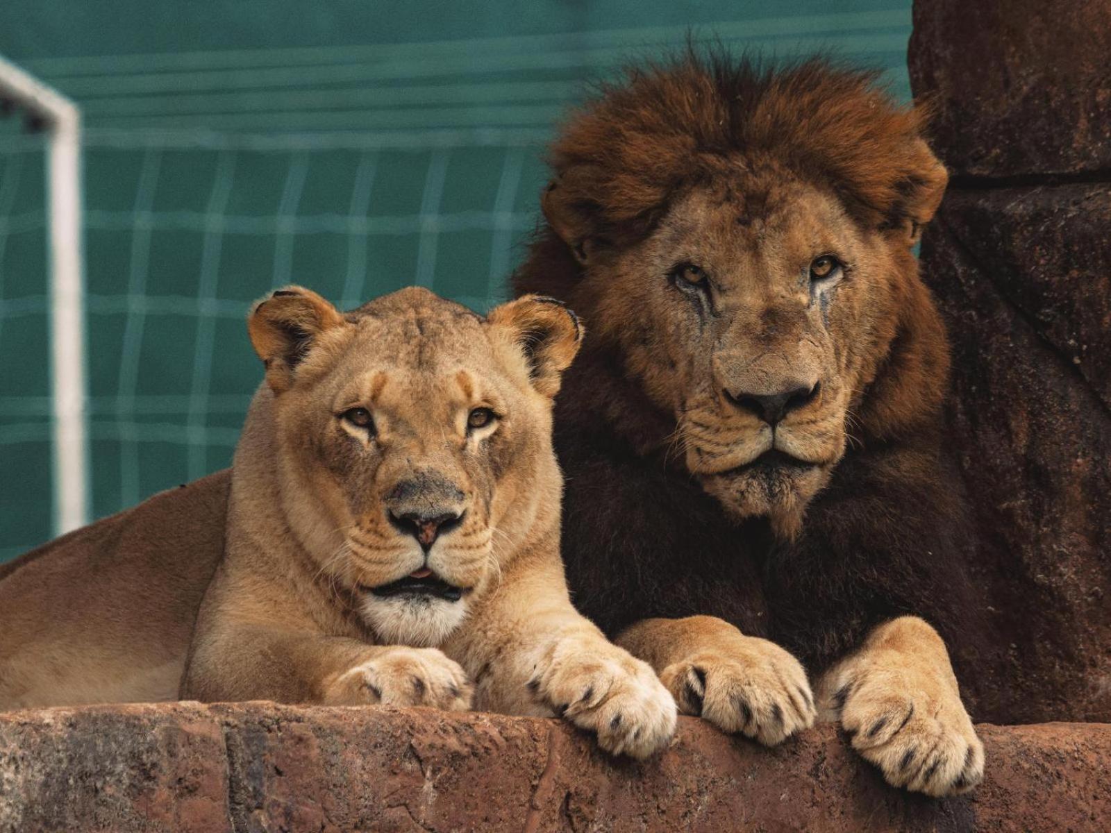 Lions View Accommodation 内尔斯普雷特 外观 照片